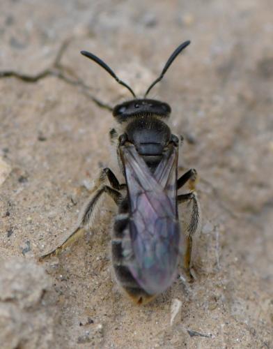 Réf. 248 158 : Lasioglossum sp.